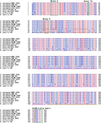 SpoIVA is an essential morphogenetic protein for the formation of heat- and lysozyme-resistant spores in Clostridium sporogenes NBRC 14293